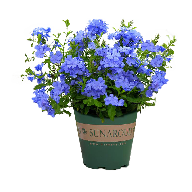 ������ѩ����������ֲͥԺ��̨ ��ѩ�����硾�����衿Դͷֱ�� 36.9Ԫ