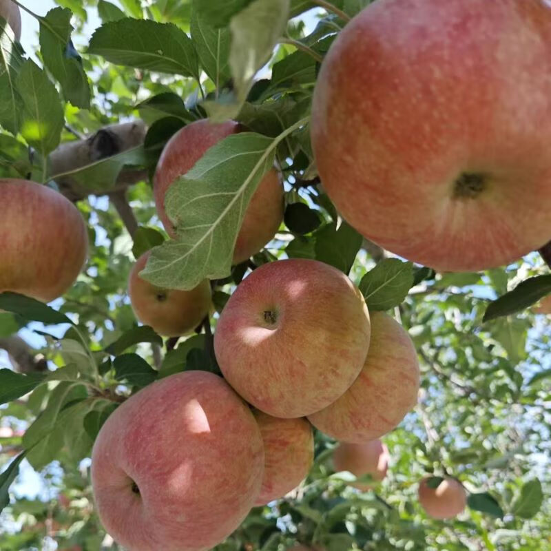 遇见悯农新疆苹果大漠冰糖心脆甜苹果源头直采健康轻食新鲜水果苹果礼盒 新疆冰糖心苹果（净重4.5斤） 严选150g起