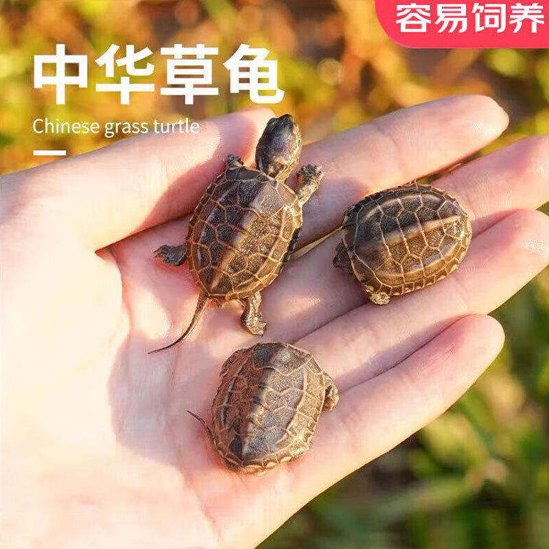 易萌 宠物活体乌龟外塘中华草乌龟招财龟水陆观赏草龟活物 草龟2-3cm 1只高性价比高么？
