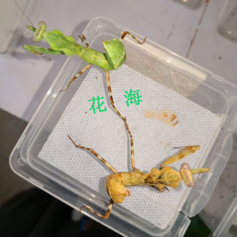 采缇中华大刀螳螂活体 幼体个性爬宠物活物螳螂成体螳螂宠物 双盾2龄