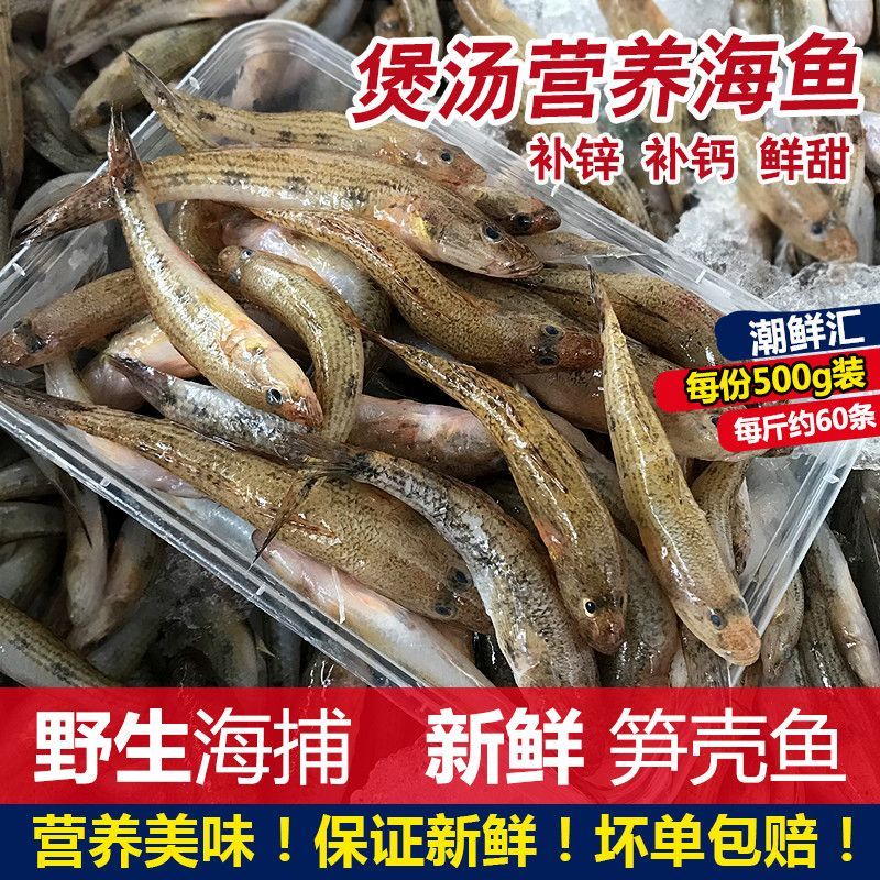 笋壳鱼潮州狗母鱼新鲜活竹壳鱼海鱼虎头鱼煲汤小海鱼土步鱼 490g 1斤