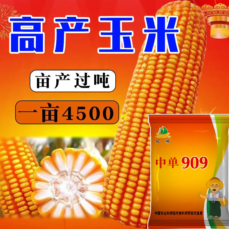 玉米种子原装矮杆大棒高产玉米抗虫抗病 标准配置 中单909【4400粒】