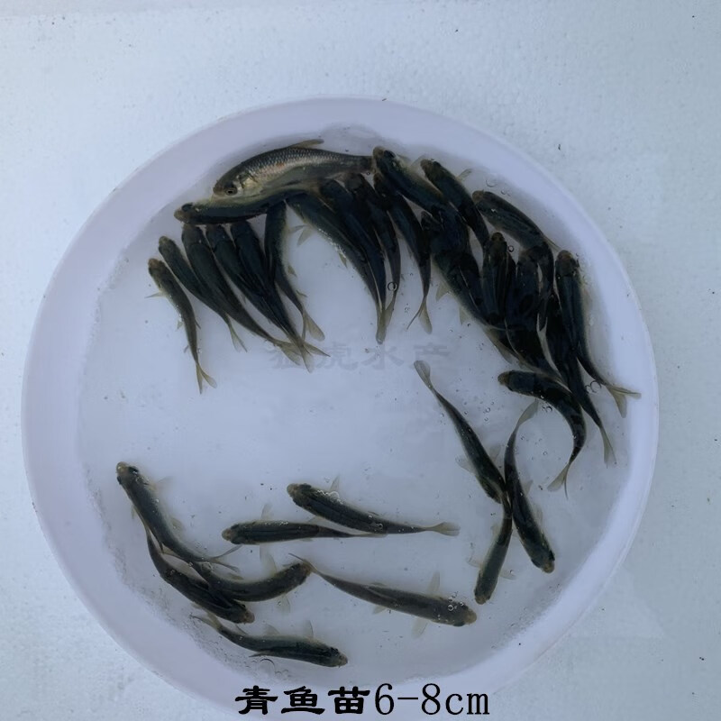 湖南螺蛳青鱼苗黑皖鱼淡水鱼苗草鱼苗青鱼苗养殖食用特大四大家鱼 小