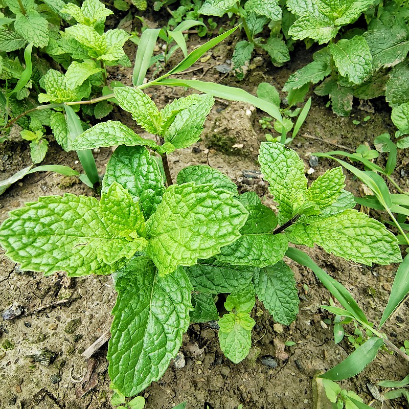 薄荷鱼香菜香花菜做鱼青薄荷阳台庭院楼顶盆栽绿植留兰香带泥发货 鱼