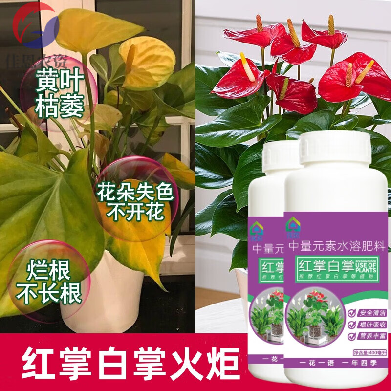 白掌红掌黄叶病专用药专用肥料营养液治一帆风顺鸿运当头叶子发黄