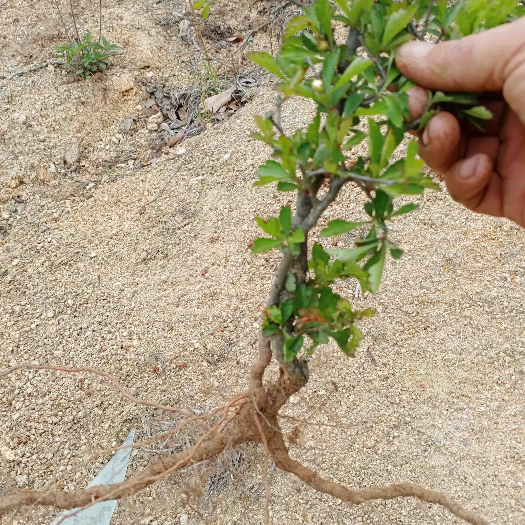 江影清纯野生红果小叶山里红盆栽盆景素材提根盆栽 3年桩随机一棵
