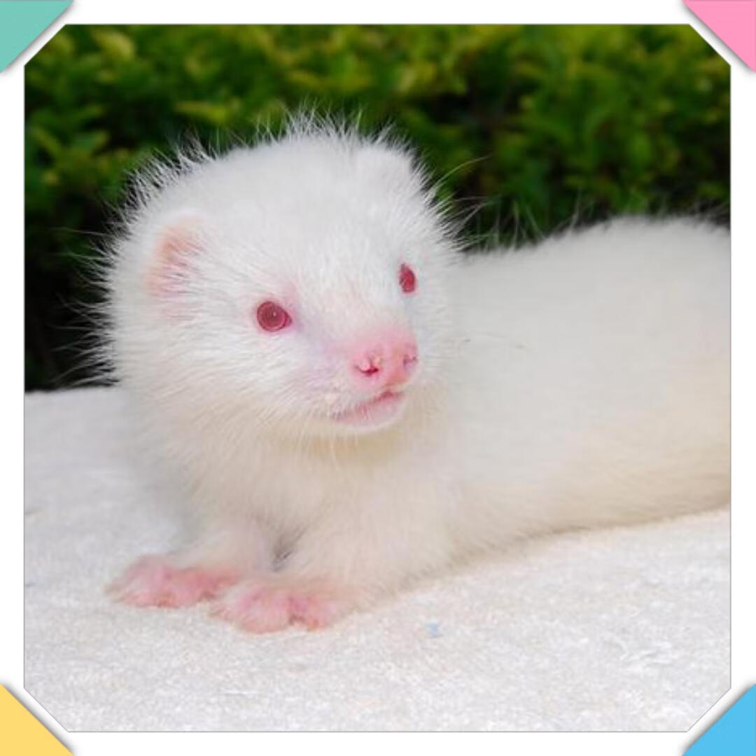 宠物貂幼貂宠物狐狸国产花貂雪貂水貂白貂黑貂全国发货