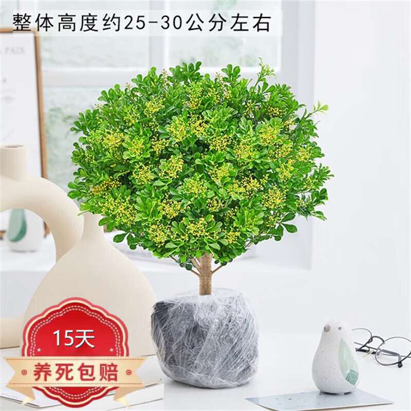 巧艺米兰花盆栽花卉绿植室内植物阳台花卉 米兰【不含盆】