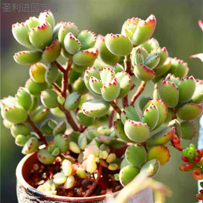 懿儱佩多肉植物大颗大型老桩好养多头群生稀有品种组合盆栽绿植肉肉 4