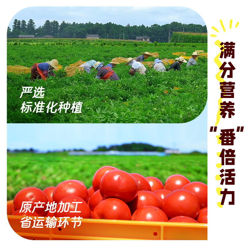 可果美100%番茄汁天然番茄红素健康营养200ml进口果蔬汁饮料果汁 【囤货装】100%番茄汁12盒装 200mL
