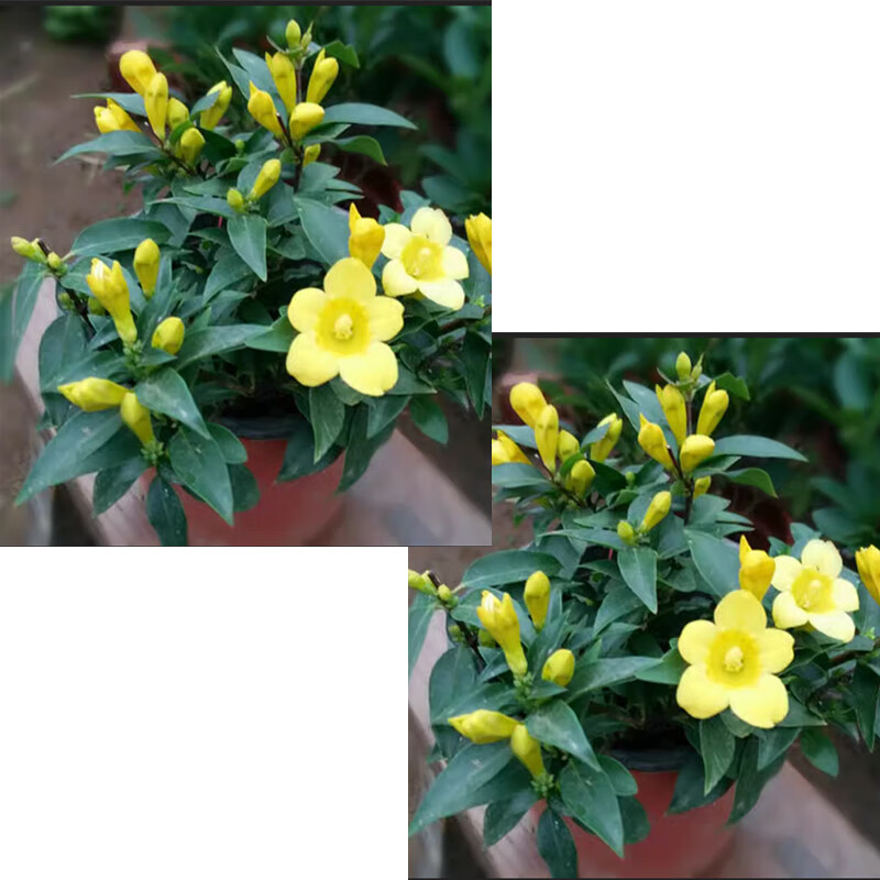 法国香水藤茉莉大小苗浓香型香水藤耐寒阳台庭院攀援花卉黄花茉莉