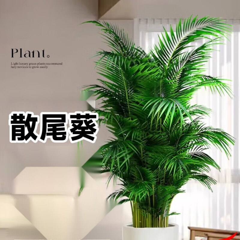 手耕田散尾葵植物盆栽客厅大型绿植室内办公室凤尾竹盆景天堂鸟花卉 散尾葵高1.3-1.6米+螺纹盆