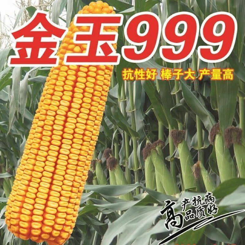 金玉999稳产杂交玉米种子大穗春夏播种稳产玉米种子玉米 高产玉米金玉