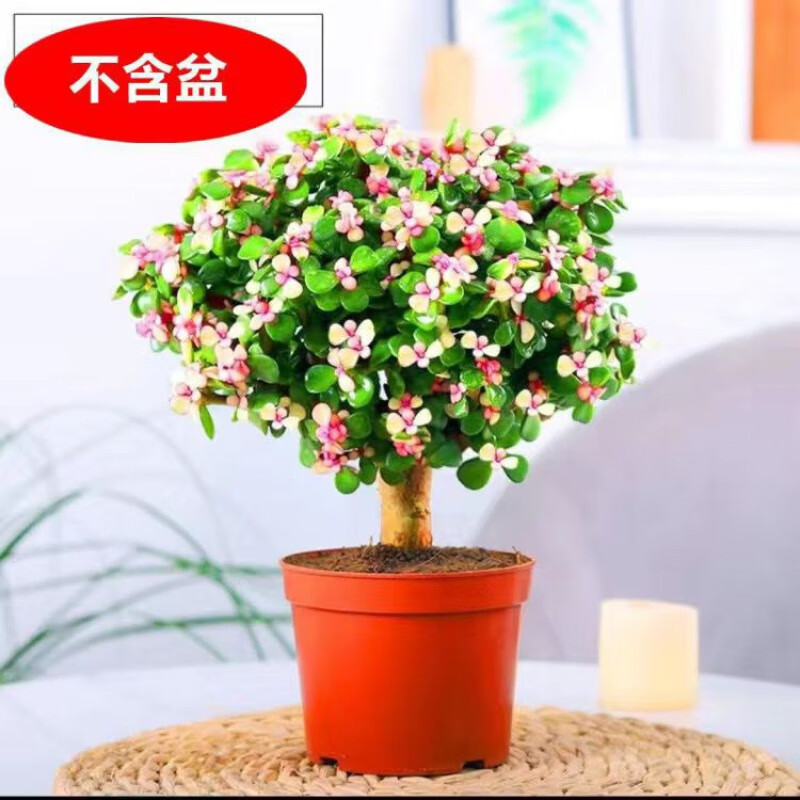 金枝玉叶盆栽老桩多肉植物室内客厅阳台绿植花卉盆景四季好养活 二年
