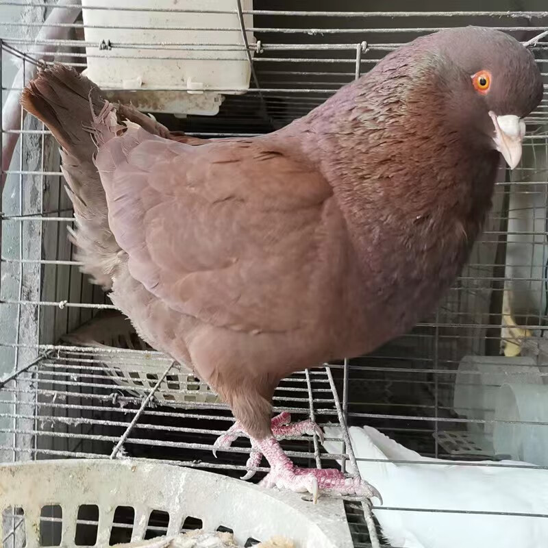 中国红红元宝种鸽 一对