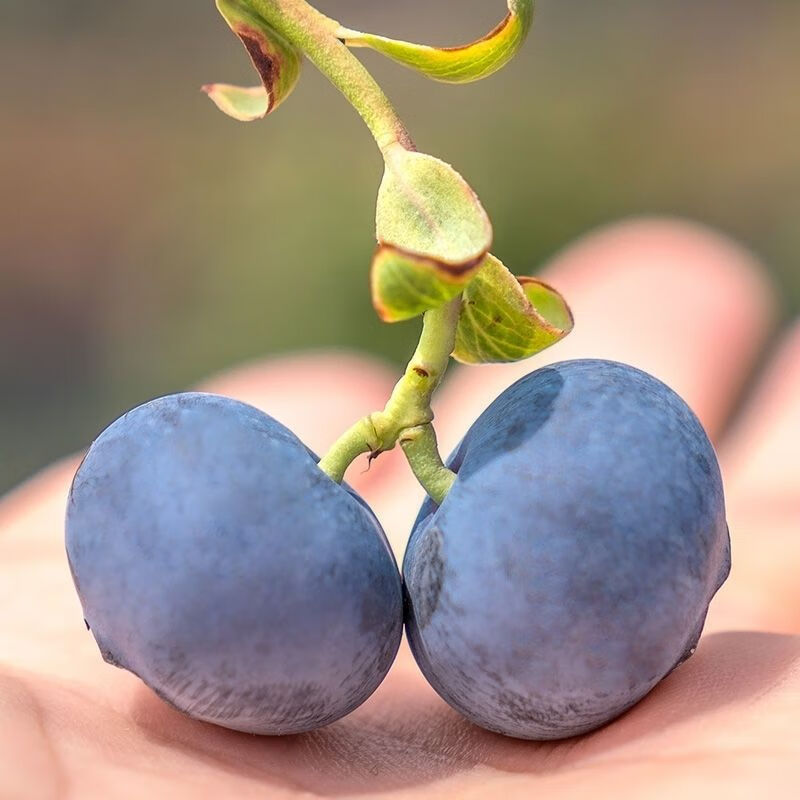 膳蓝鲜【顺丰】蓝莓水果新鲜野生大小蓝莓鲜果 【二盒装】共250克