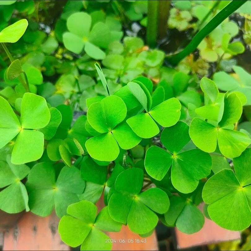 采缇四叶草幸运草鱼缸水草田字萍水培四叶萍水生植物净化水质水缸浮萍