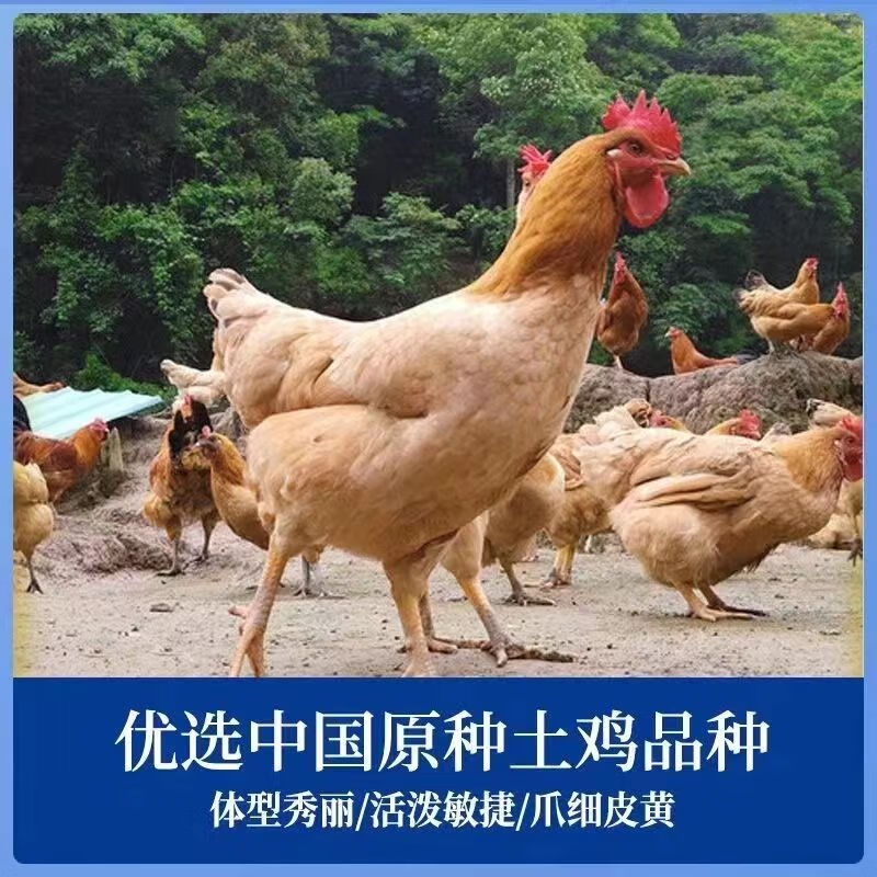 商品图片 2