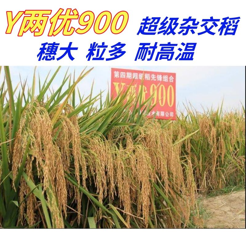 y两优900杂交稻种子 稳产抗倒耐高温原装水稻种 y两优900一袋【22000