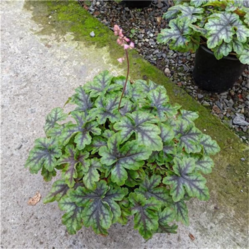 晗畅矾根大苗植物盆栽庭院耐寒耐热四季绿化花卉阳台花园鲜花绿植易活