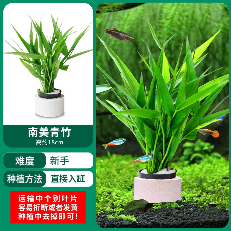 青竹水草植物草鱼缸水草造景鱼草缸绿植活净水新手懒人养鱼后景 青竹1