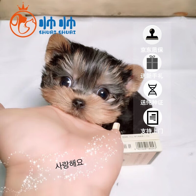 帅帅名宠北京犬舍纯种约克夏幼犬 活体宠物狗活体小狗幼犬活体 茶杯犬