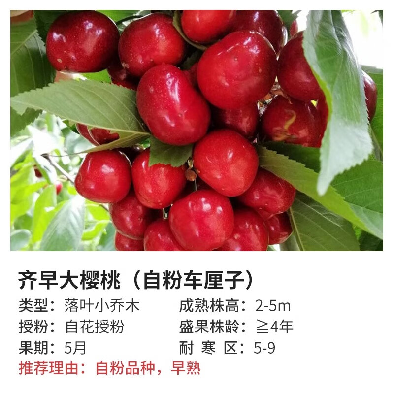 车厘子果树苗庭院盆栽地栽休闲种植果树大苗 齐早大樱桃5l美植袋