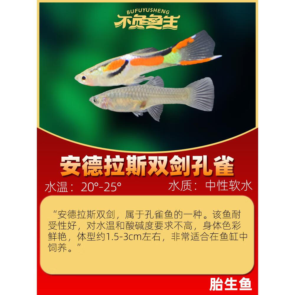 鱼凤尾鱼热带鱼淡水观赏鱼小型鱼胎生鱼活体鱼 熊猫双剑2对 备损1对