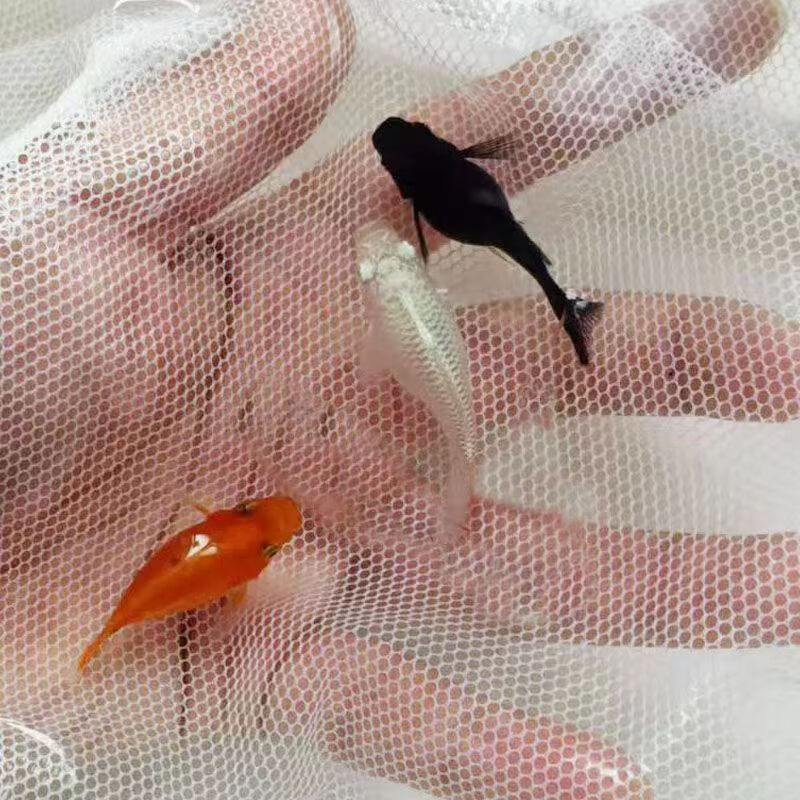 鱼胎生鱼直接下小鱼大肚怀孕鱼米奇小型热带鱼 玛丽鱼2