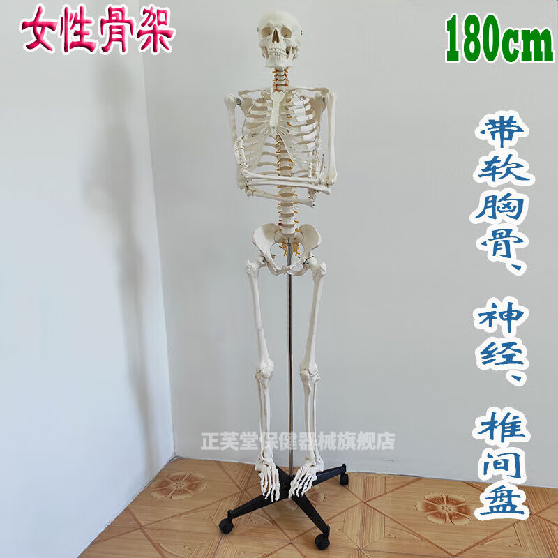 180cm人体骨骼模型医学教具鬼屋骷髅人道具骨架玩具人体模型 180女性
