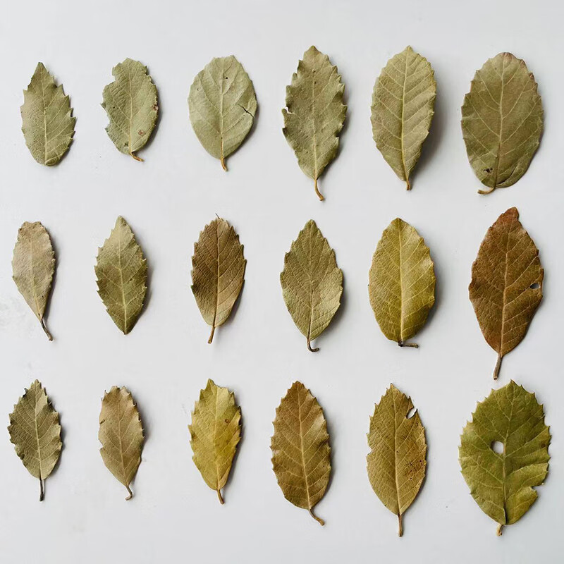 澳颜莱天然树叶植物标本 天然树叶干花叶子书签植物拼贴画标本拍摄