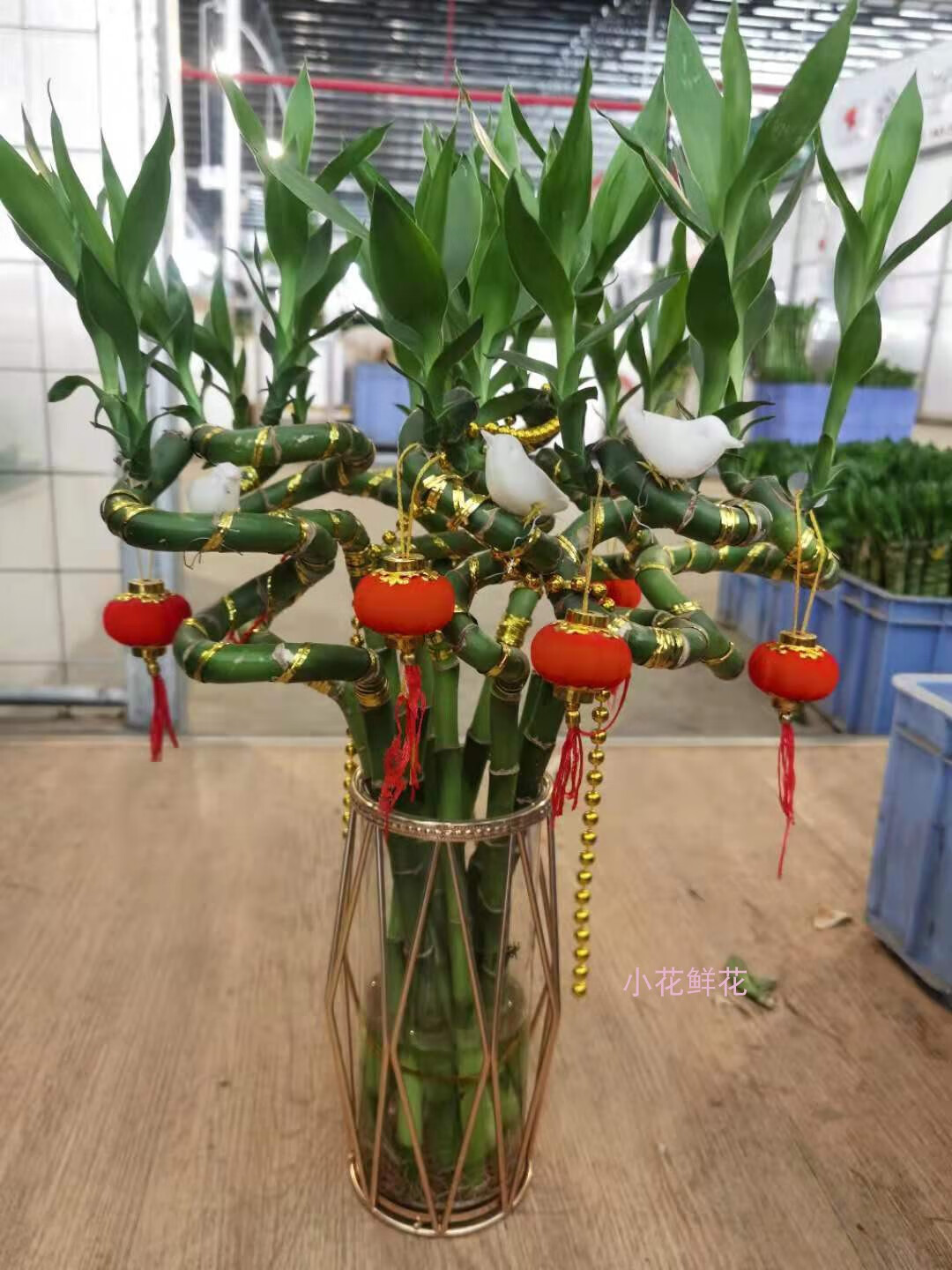 刘不丁有根转运竹弯竹开运节节高富贵竹办公室客厅绿植净化空气吸甲醛