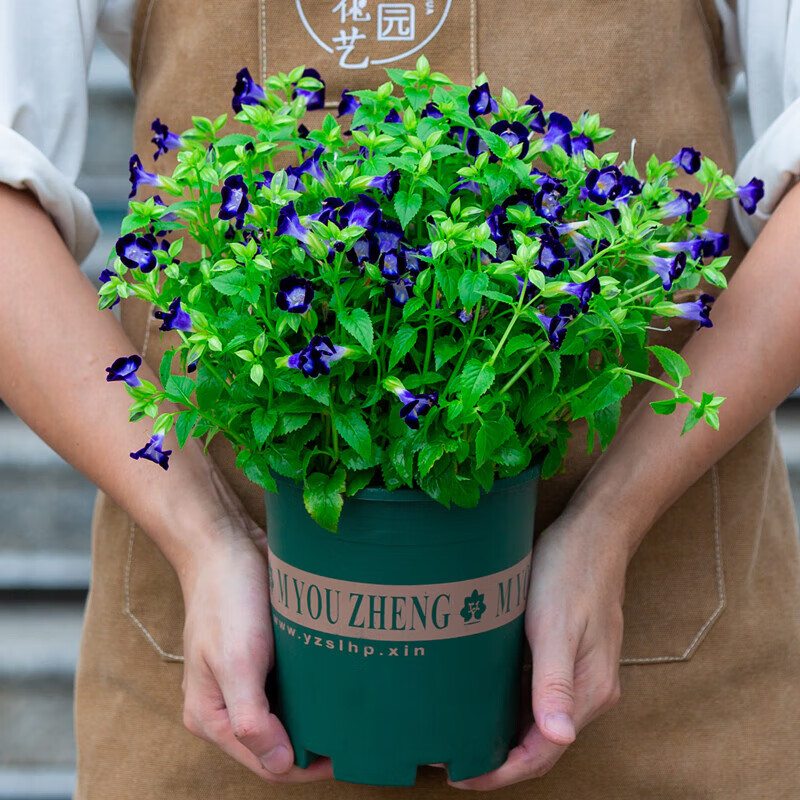 醉春木紫色夏堇盆栽草本花卉绿植室内阳台室外庭院四季开花植物带花苞