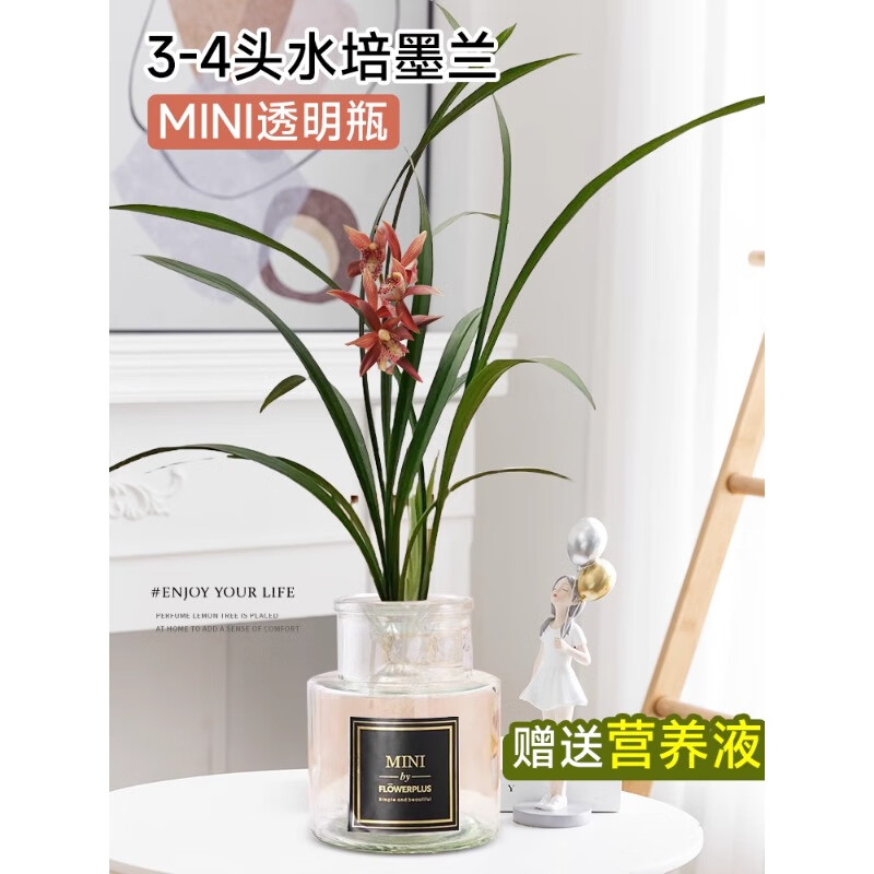 ���ڲ���������ˮ��ֲ������ī�����������Կ����칫������ֲˮ���ļ���������ȩ 3-4ͷī������+MINI͸��ƿ