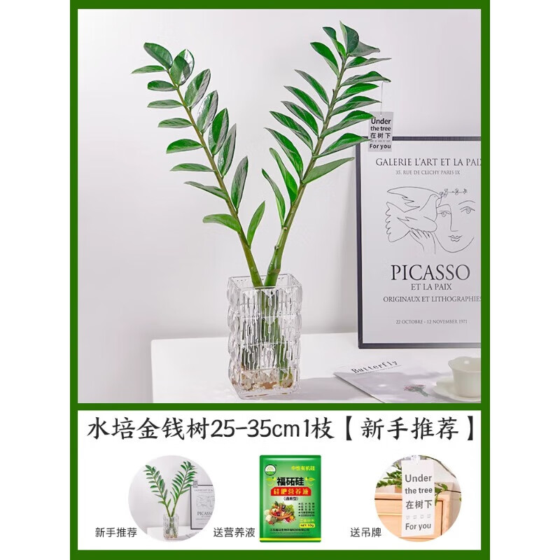 ���ڲ���������ˮ���Ǯ��ˮ����׮��ֲ���������ļ������ﶬ��������ֲ�����ڻ� ��Ǯ��25-35cm1֦