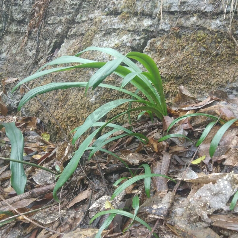 中药材彼岸花忽地笑花色随机中草药材新鲜原生态种苗原料 一斤大小