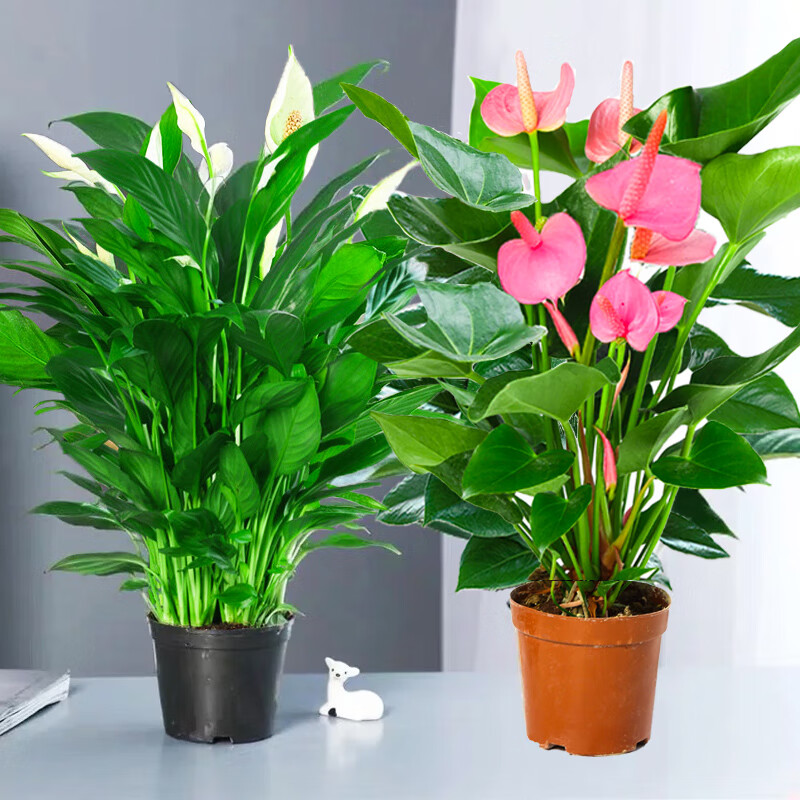 甜麦圈粉掌白掌盆栽水培植物室内花卉好养一帆风顺大盆红掌绿植 白掌