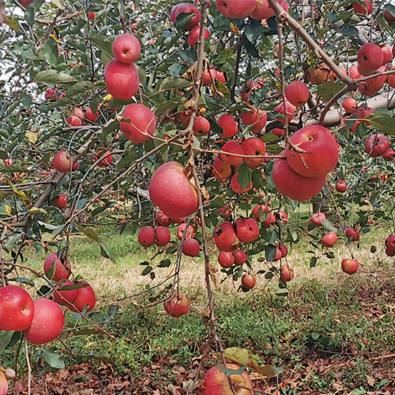 鲸咚亿农盐源冰糖心丑苹果四川大凉山糖心丑苹果脆甜新鲜水果年货礼盒 9.5-10斤大果精选带箱净重8.6斤