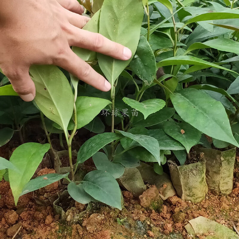 苗充充黑老虎苗布福娜果树苗观赏盆栽苗抗霜冻南北方可种通道黑老虎