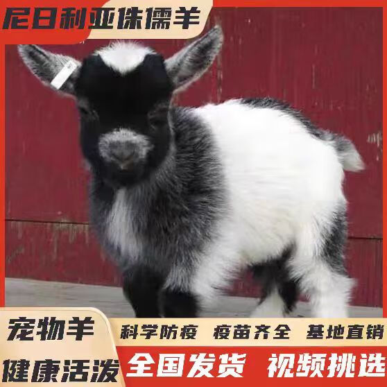 网红宠物羊长不大侏儒羊活羊羊羔尼日利亚矮山羊国产宠物羊晕倒羊