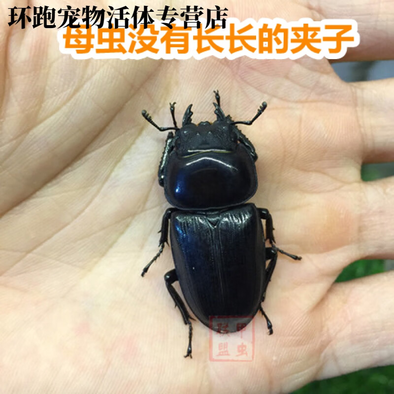 成虫】现货新虫 独角仙幼虫新手套餐昆虫宠物活体 中华大扁锹母虫 送