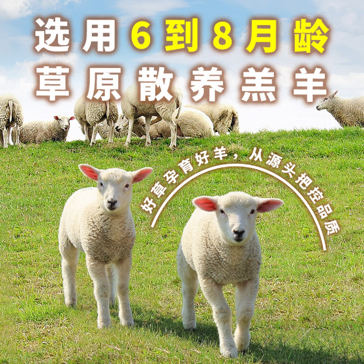 蒙时代羊蝎子2.4斤 内蒙特产羊脊骨羊肉火锅速食红烧浓香加热熟食预制菜 羊蝎子火锅 2.4斤 【汤醇肉香】