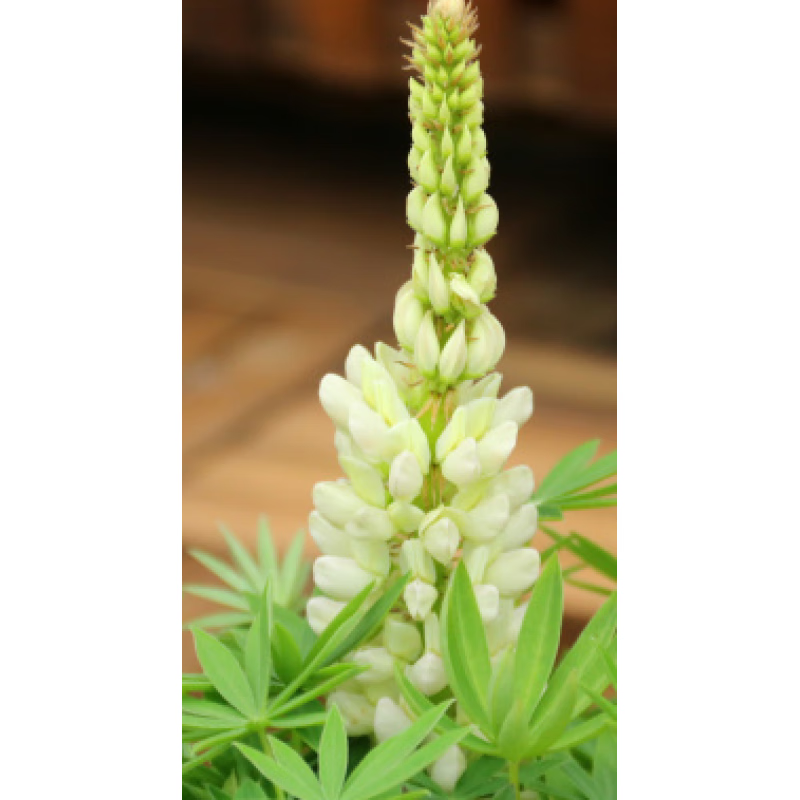 季鲁冰花羽扁豆羽扇豆盆栽植物花卉庭院阳台花苗景观绿化带耐寒 白色