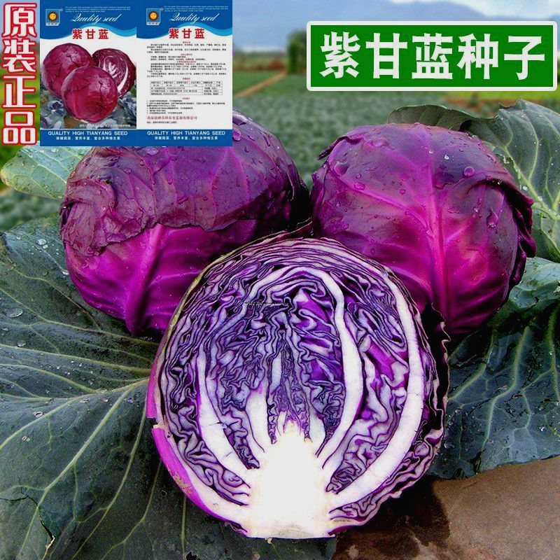 紫甘蓝菜种四季种紫色紫皮包菜种籽紫红紫包菜籽孢子蔬菜种子室内