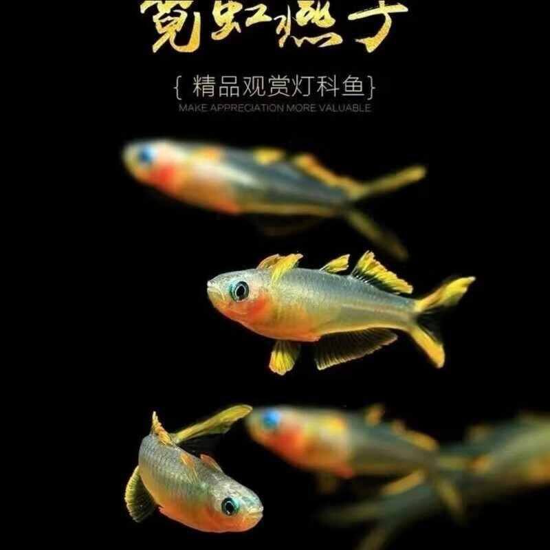 霓虹燕子鱼珍珠燕子阿鲁燕子淡水观赏活体 霓虹燕子公母随机2条送1条