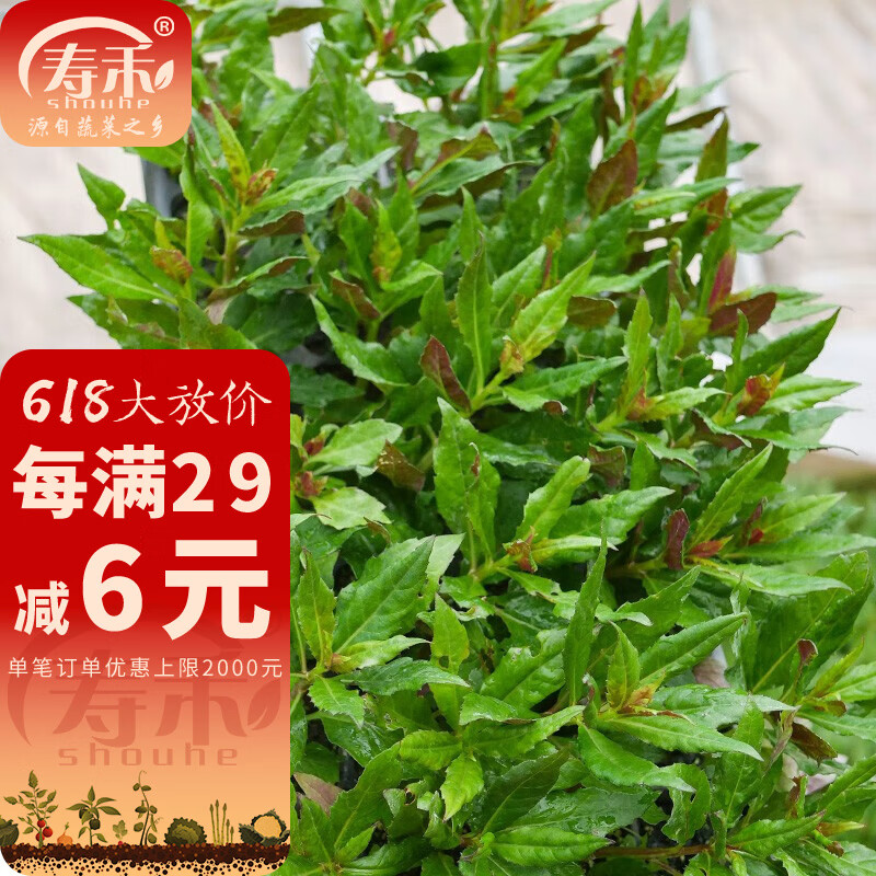 寿禾 紫背天葵苗紫背菜耐热蔬菜苗春冬季寿光明月草秧苗苗子 (紫背菜)