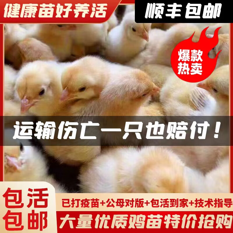 九斤黄苗出售信息网站_九斤黄价格 九斤黄苗出售信息网站_九斤黄价格