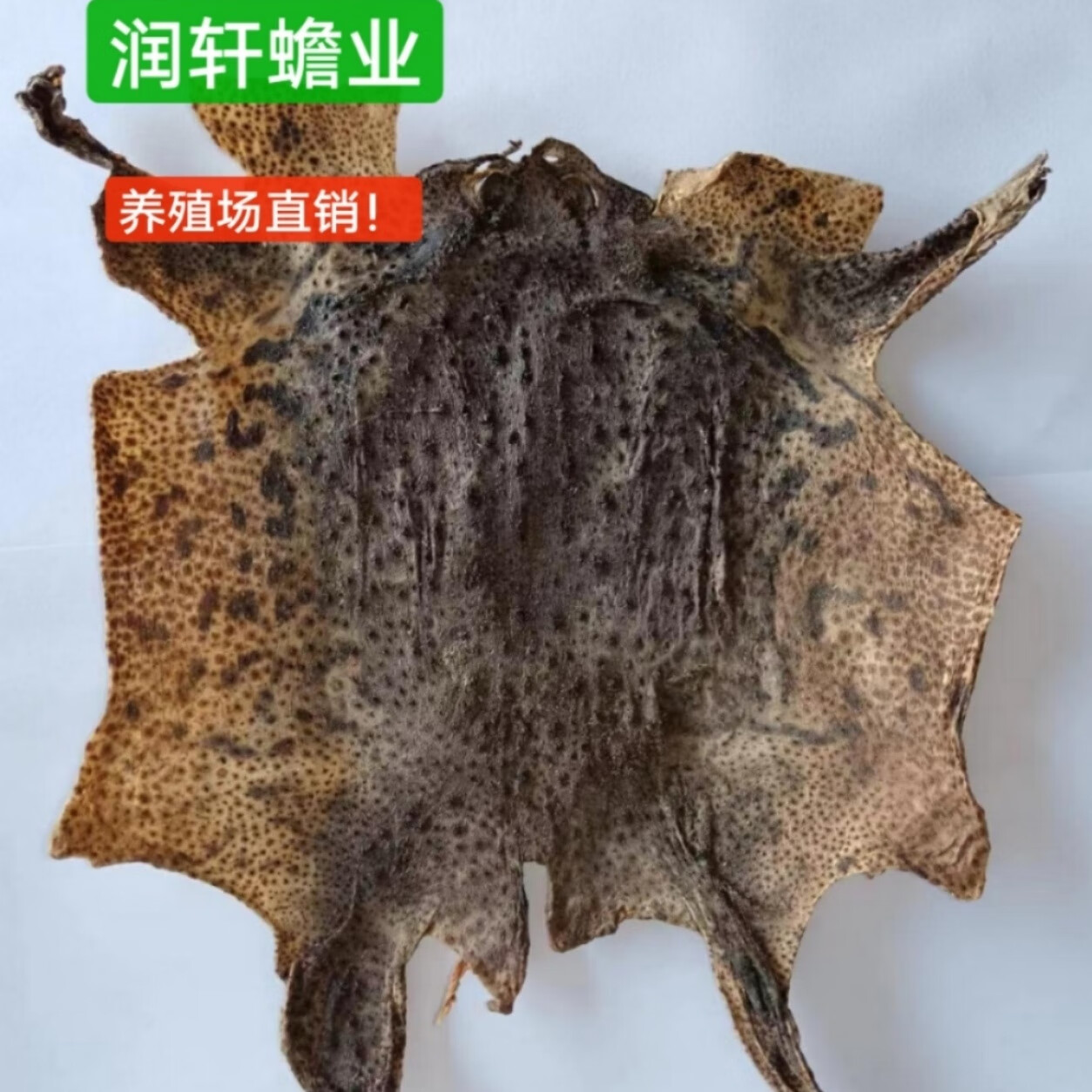 润轩蟾蜍外皮特大整张癞蛤蟆皮干蟾蜍中药材 癞赖蛤蟆皮 蟾蜍外衣 100