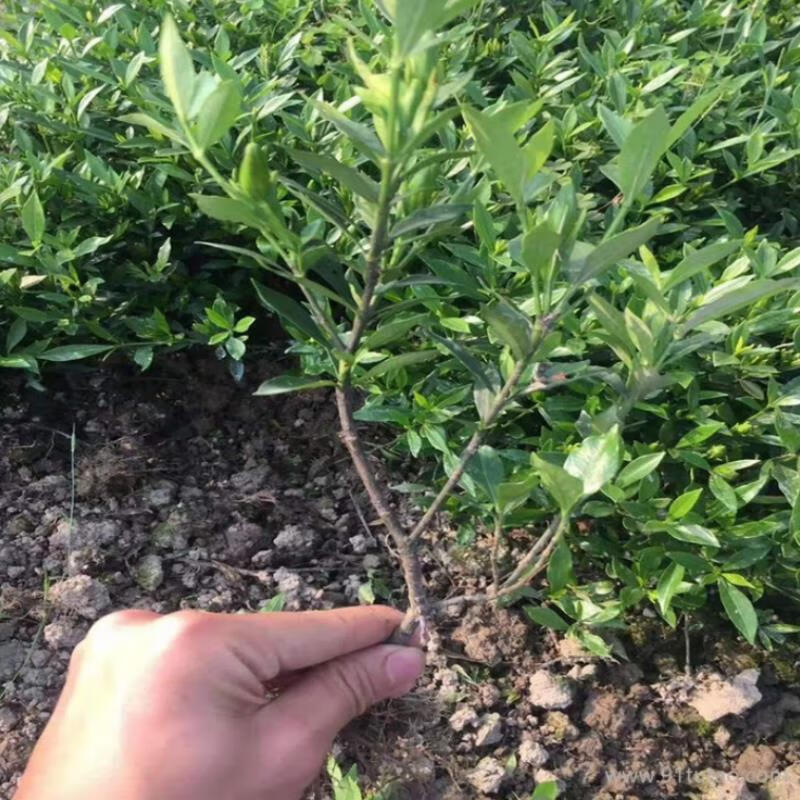 独杆小叶栀子花盆栽大棵树苗花季带花苞室内阳台花卉室外庭院植物