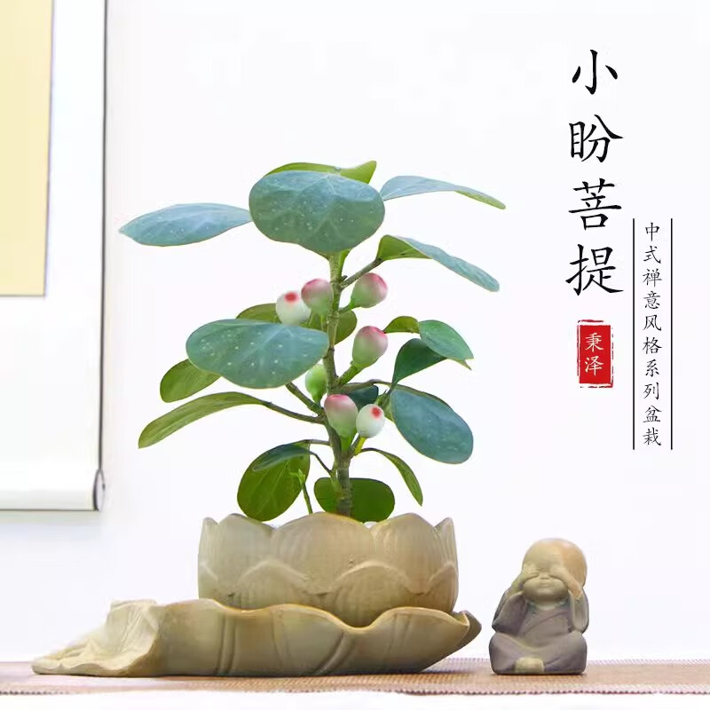 植物室内花四季客厅观叶办公室绿植 小盼菩提 莲花瓷盆 底托 小和尚